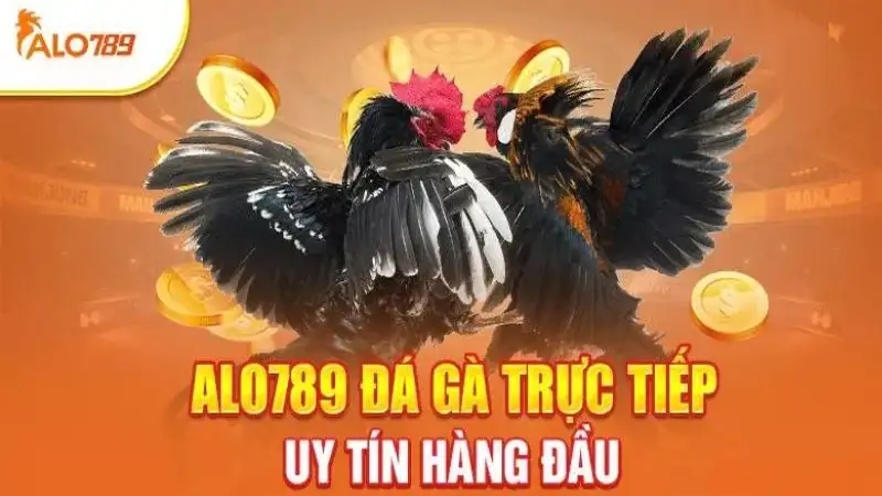 Tại sao đá gà Alo789 là sự lựa chọn hàng đầu của người chơi