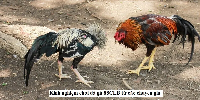 Kinh nghiệm chơi đá gà 88CLB từ các chuyên gia