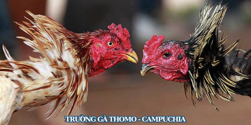 Trường gà Thomo - Địa chỉ vàng của làng đá gà