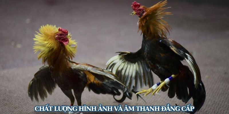 Mãn nhãn với chất lượng hình ảnh - âm thanh trận đấu
