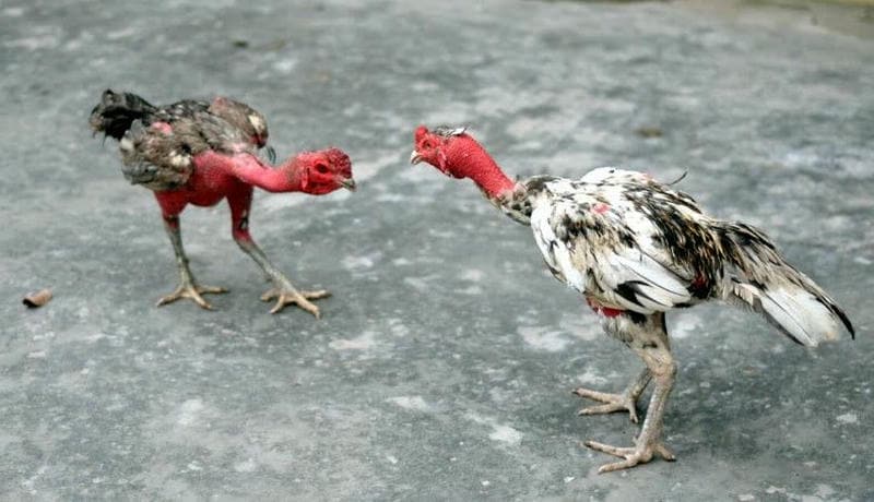 SV388 – Điểm Đến Lý Tưởng Cho Những Fan Đá Gà Đòn