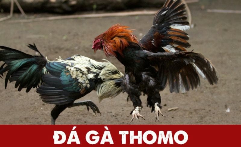 Trường gà Thomo – "Thánh địa" của giới mê gà chọi