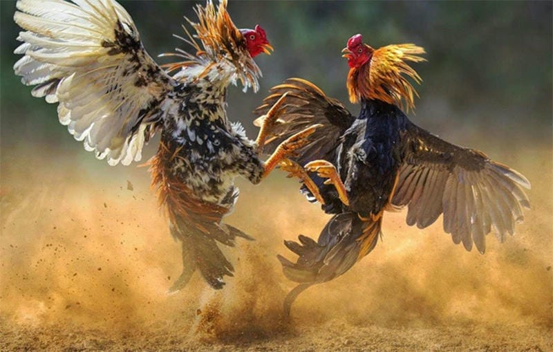 Chiến thuật đá gà hay nhất