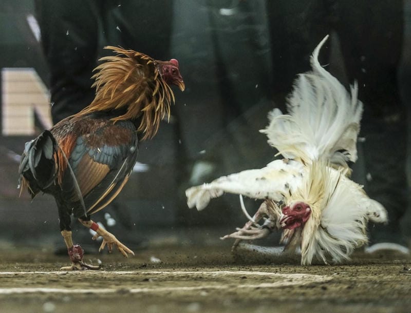 Chơi đá gà bao kịch tính