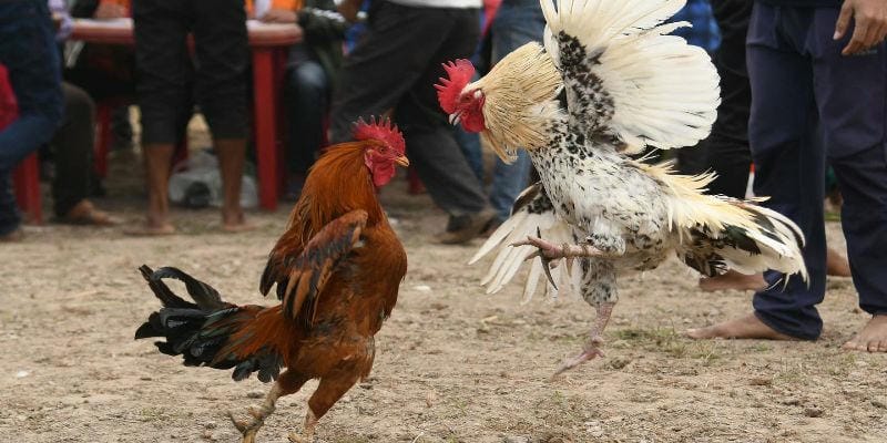 Hướng dẫn chơi đá gà Thomo hiệu quả, dễ hiểu