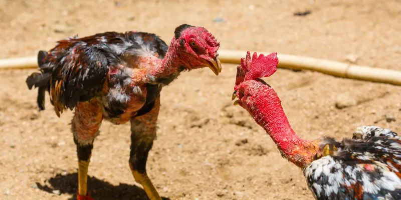 Ưu điểm khi tham gia đá gà cựa dao tại CONGADEN