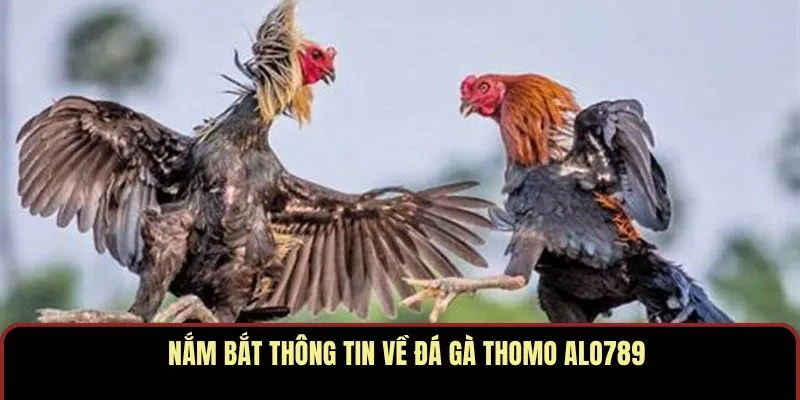 Nắm bắt thông tin về đá gà Thomo ALO789