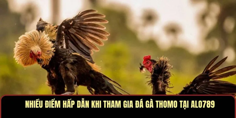 Nhiều điểm hấp dẫn khi tham gia đá gà Thomo tại ALO789