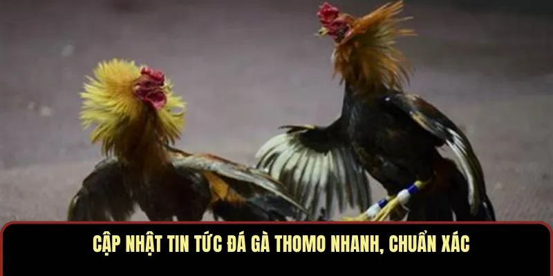 Cập nhật tin tức đá gà Thomo nhanh, chuẩn xác