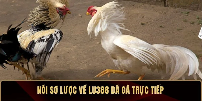 Nói sơ lược về LU388 đá gà trực tiếp