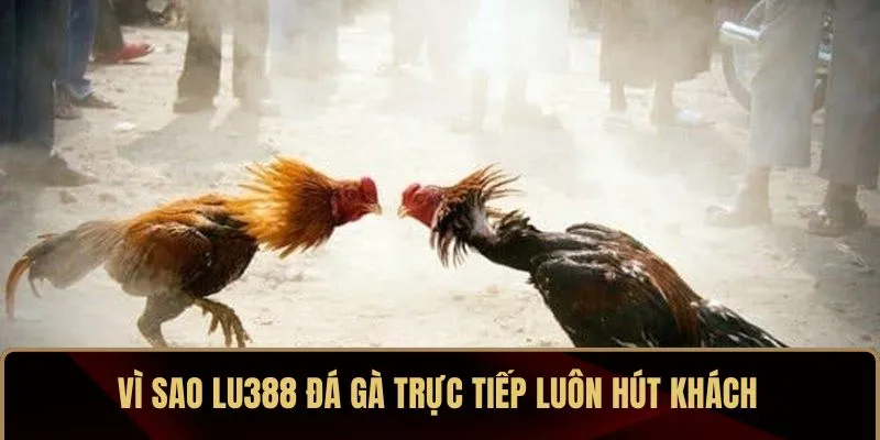 Vì sao LU388 đá gà trực tiếp luôn hút khách