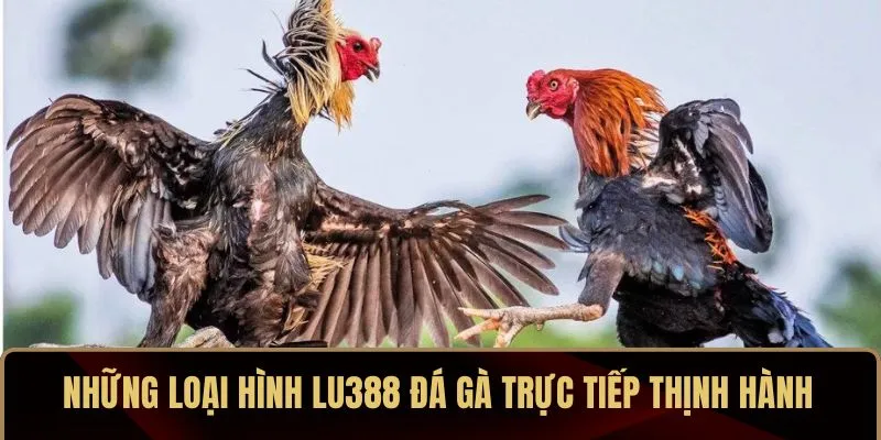 Những loại hình LU388 đá gà trực tiếp thịnh hành