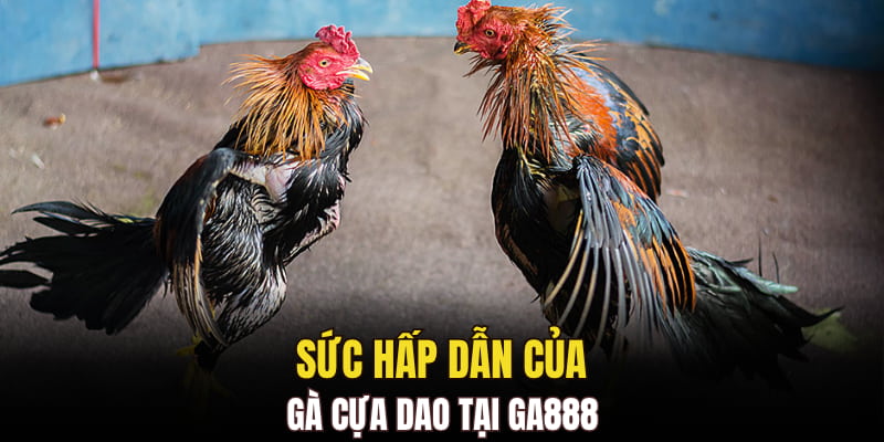 Sức hấp dẫn của gà cựa dao tại GA888